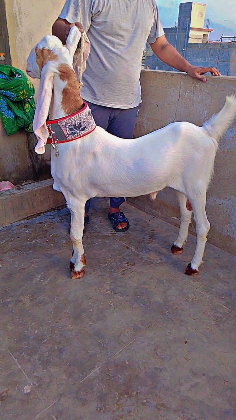 Pure breed 3