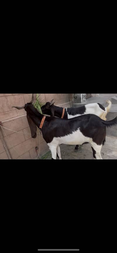 Bakra for sale
