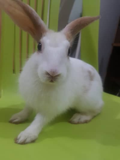 Rabbits Available