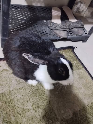 Rabbits Available