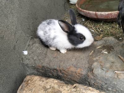 rabbit baby