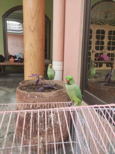 BIird