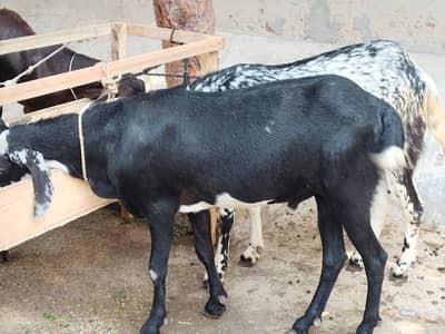 goats Desi 8 dasi goats
