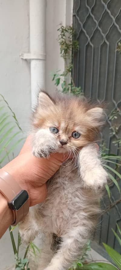 Tripple coated  Persian kittens