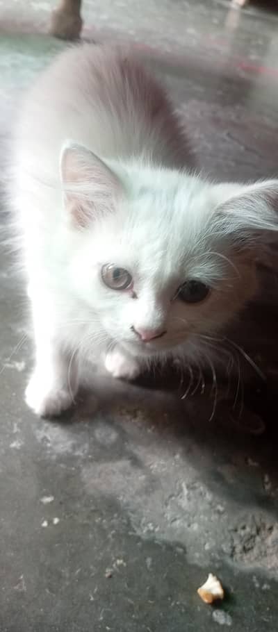 white persion cat triple coat for sale