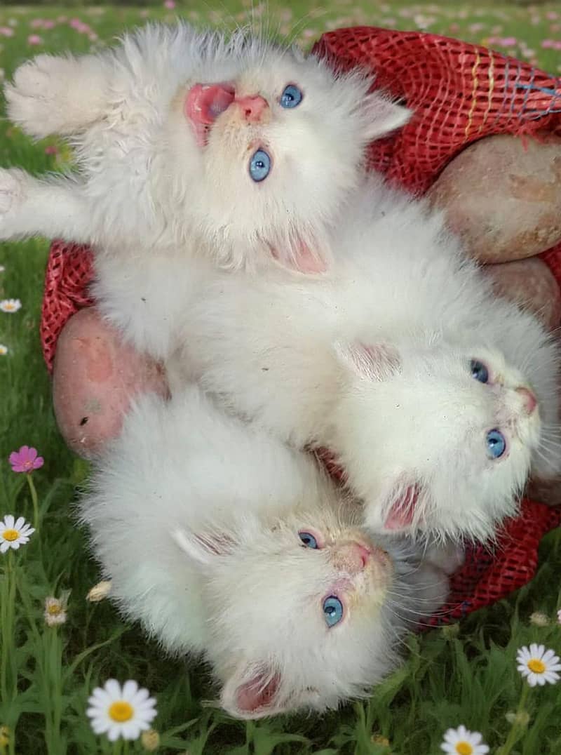 kitten 1