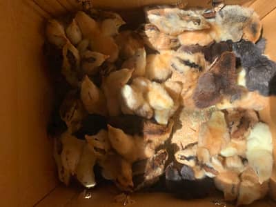 Golden Misri Chicks for sale only 140 Rs