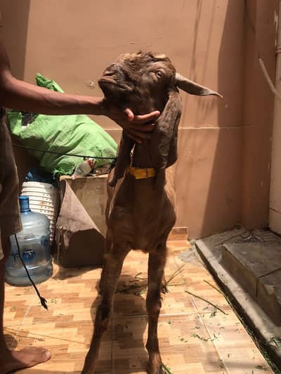 2 daant khasi bakra kaamori cross breed