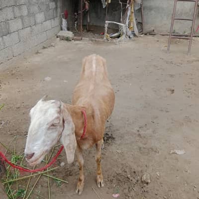 bakri for sale acchi bakri qurbani best option this price fix price