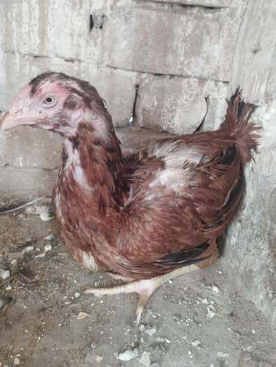 Kirak Aseel Hen