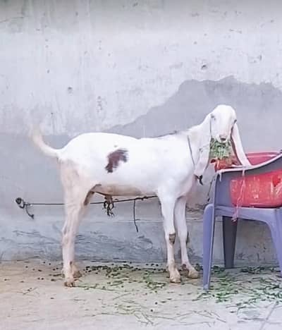 rajanpuri bakra fresh 2 dant