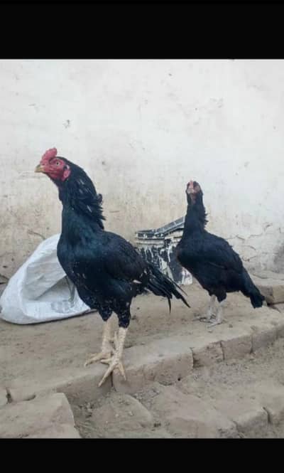 Aseel muska eggs