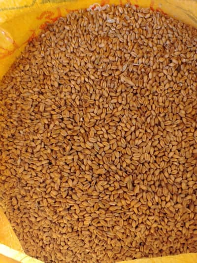 Wheat