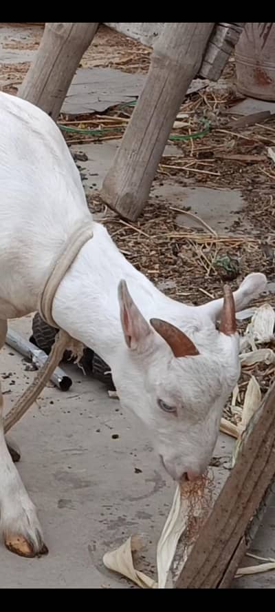 male female gulabi white eyes