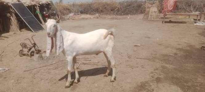 4 Dant Hai
