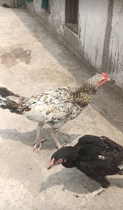 for sale
