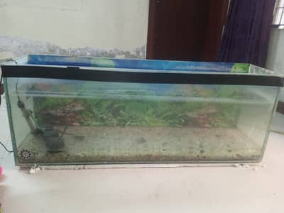 Fish aquarium