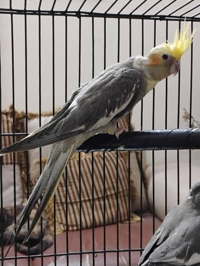 pied cocktail patha for sale