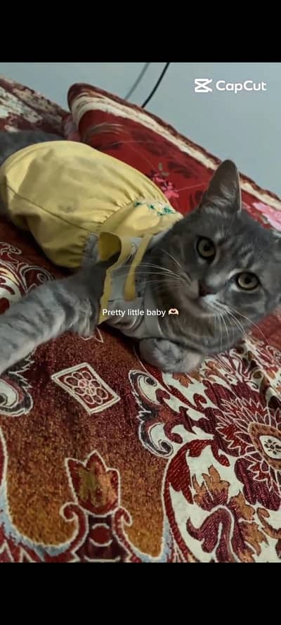 Cat Adoption