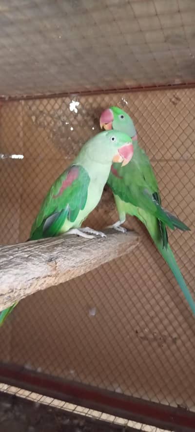 RAW PARROTS BREEDER PAIR