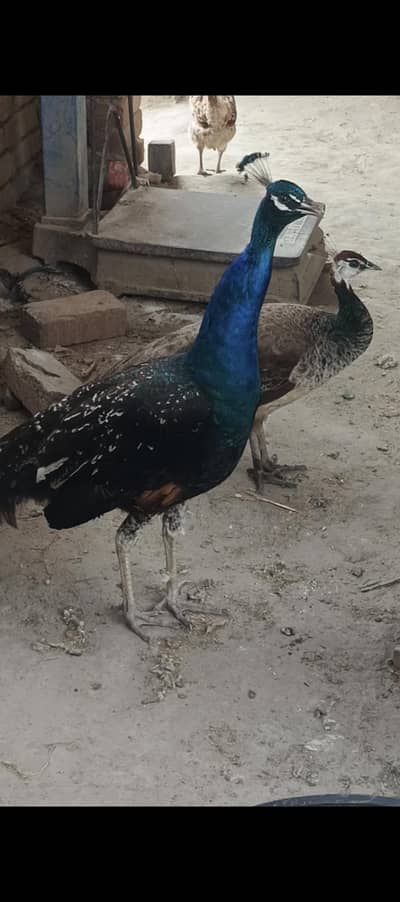 breader peackoch pair for sale