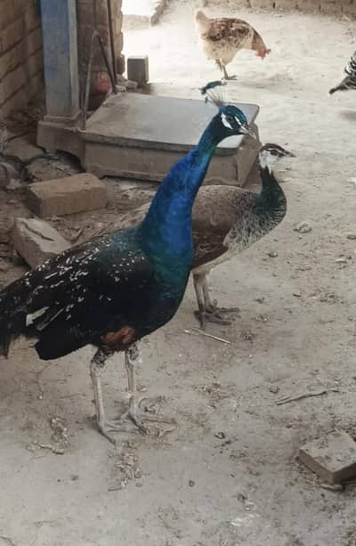 breader peackoch pair for sale