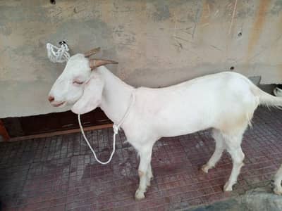 Qurbani ka Bakra for sale ( Donda or Khassi Bakra he )
