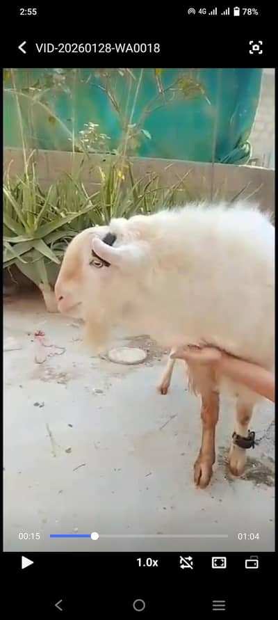teddy goat breeder