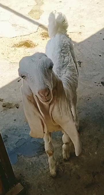 gulabi bakre 0r bakri beautiful and healthy