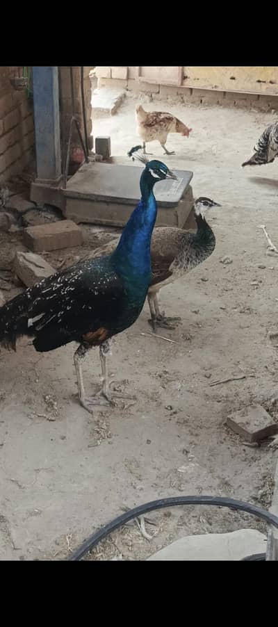 breader peackoch pair for sale