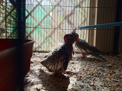 cocktail chicks available