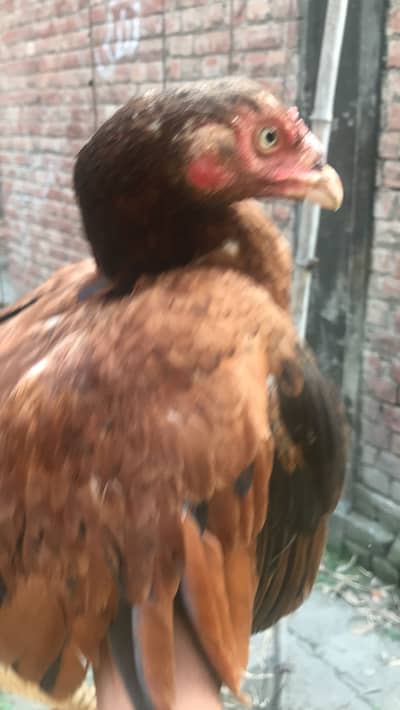 Aseel female for sale with 4 chicks