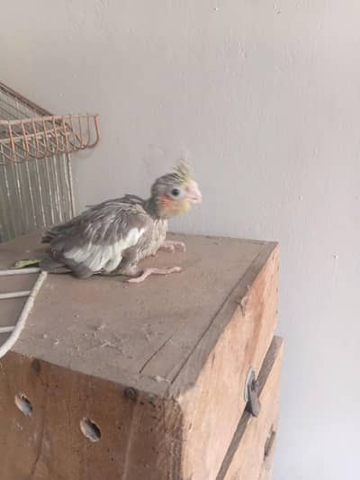 Cocktails Chicks For hand tame