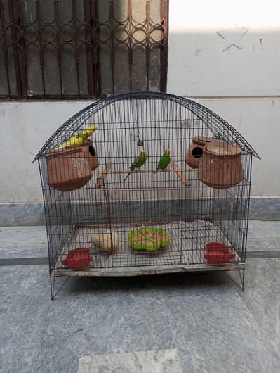 Australians Parrots with iron cage