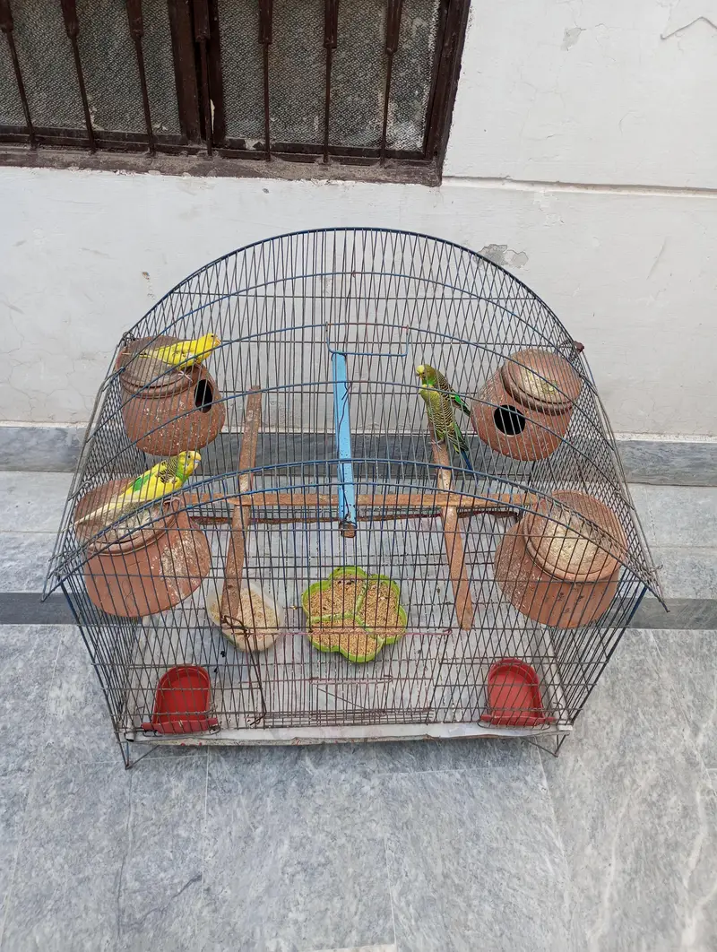Australians Parrots with iron cage — photo 2