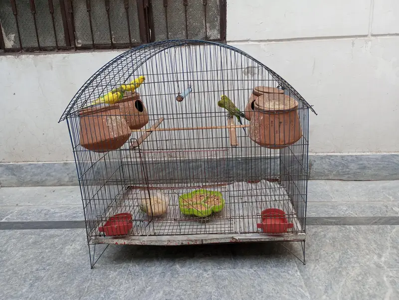 Australians Parrots with iron cage — photo 3