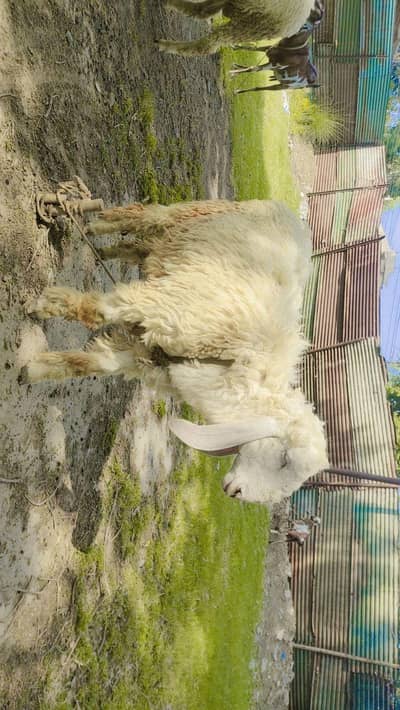 Sheep's for sale