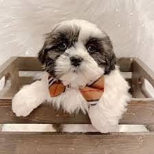Shihtzu Female Puppy / Shihtzu Male Puppy/ Shihtzu Available in Lahor