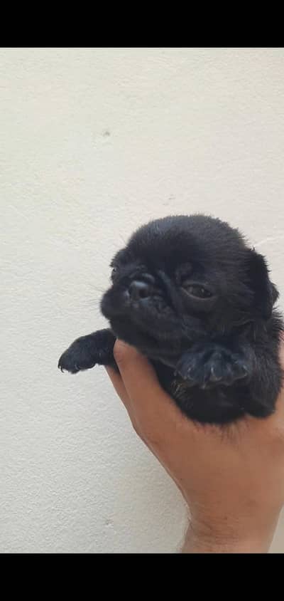 Pug Puppies For Sale