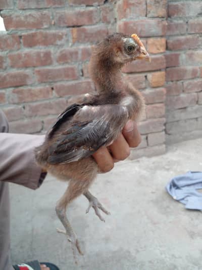 cross aseel chicks