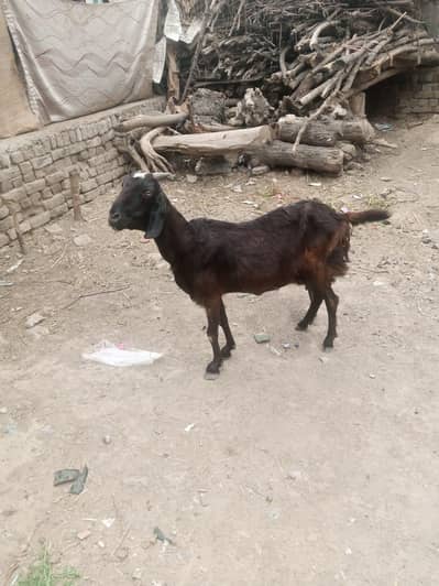 Beautiful goat with Two kids.