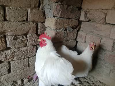 Fancy pair laying egg bhawalpur rahmat colony call this number 034688