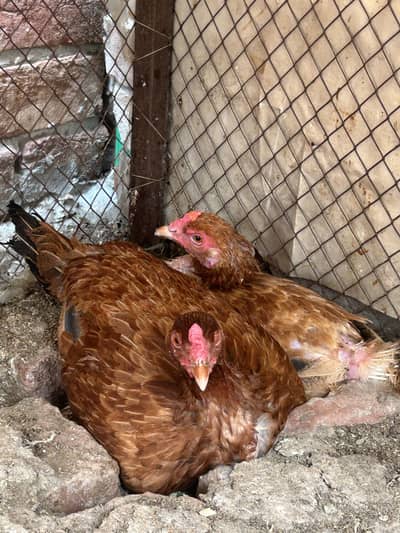 Aseel cross desi kurak hens