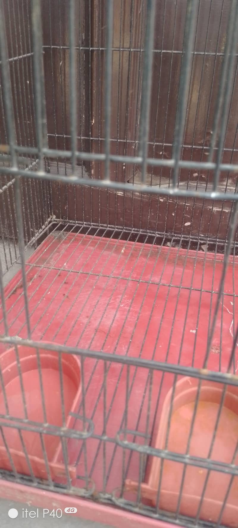 کبوتر طوطے کا مضبوط صاف ستھرا پنجرہ 1