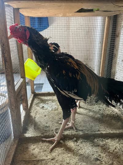 Aseel java pair For sale