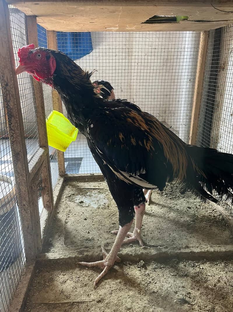 Aseel java pair For sale 0