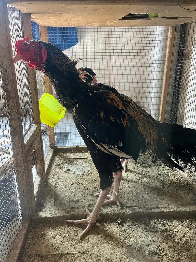 Aseel java pair For sale