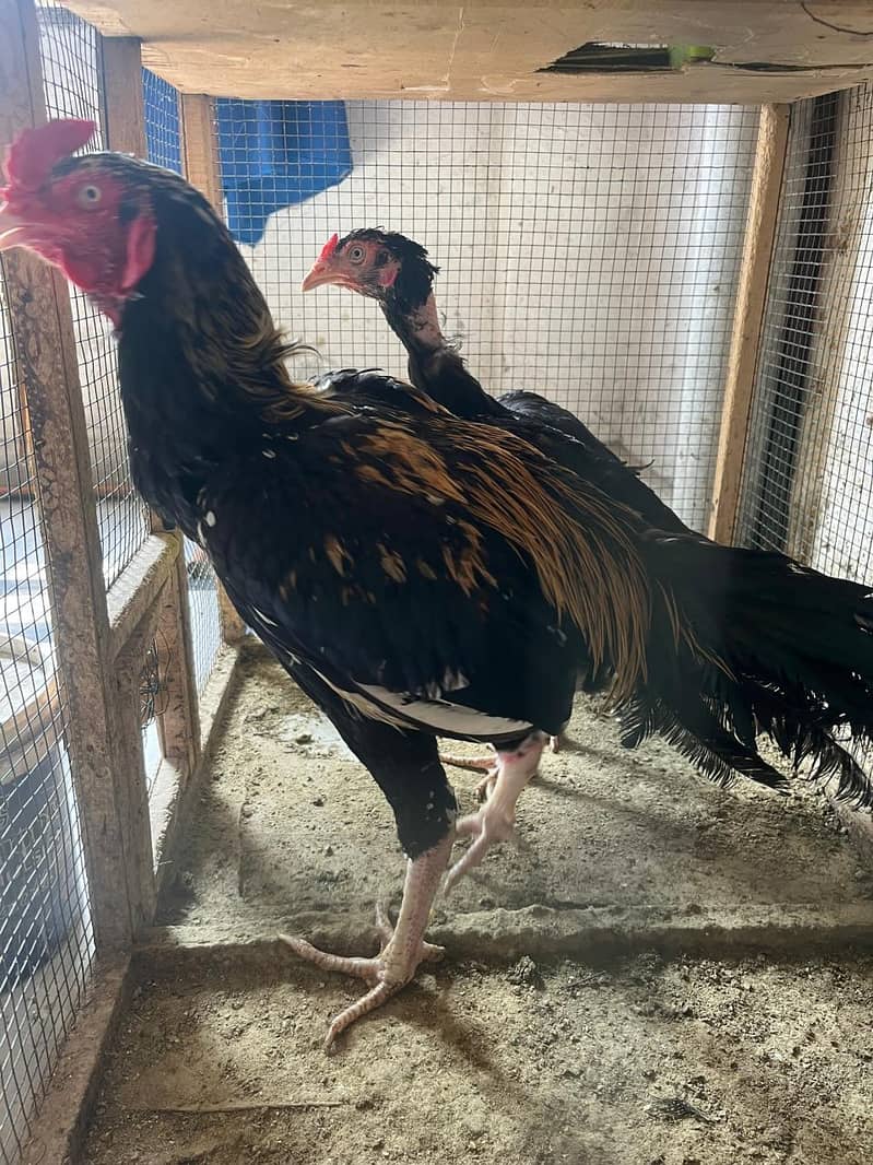 Aseel java pair For sale 1