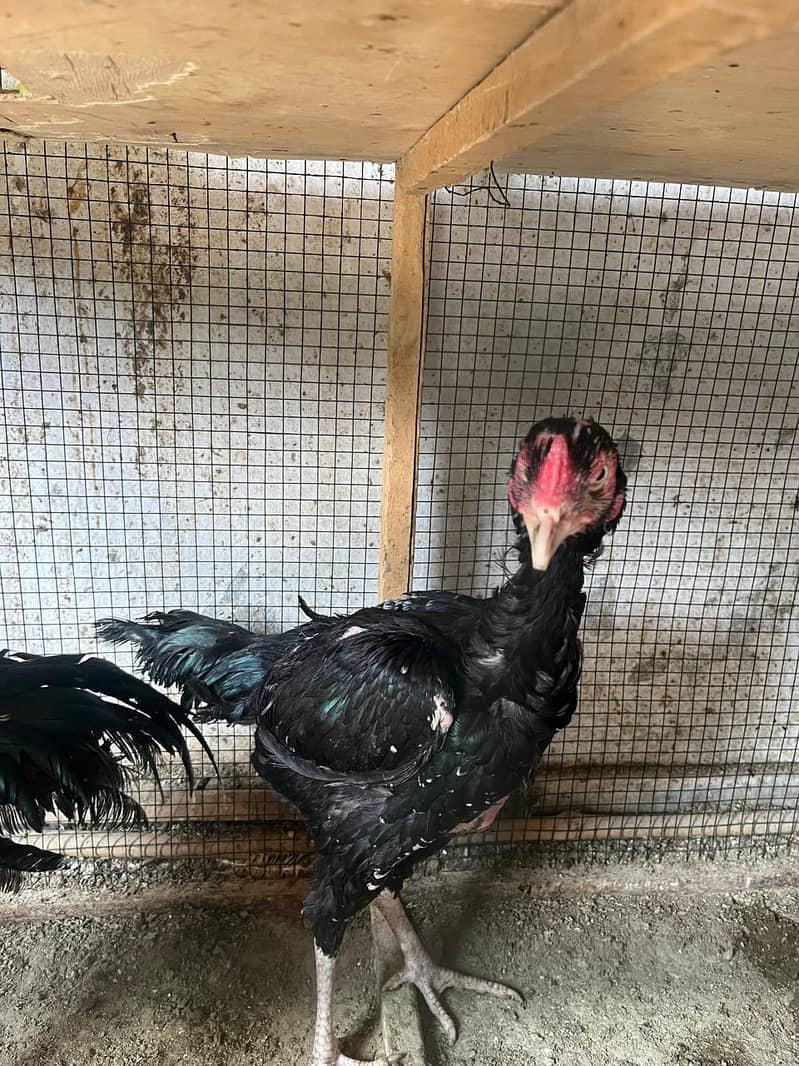 Aseel java pair For sale 3