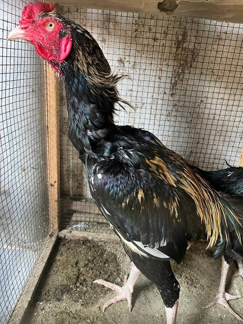Aseel java pair For sale 5
